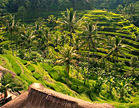 Rijstterrassen op Bali