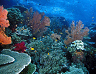 Onderwaterwereld van Raja Ampat