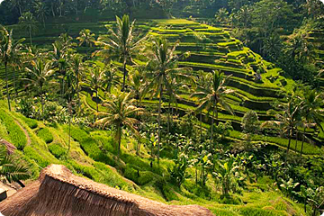 Tegallalang Rijstterrassen, Bali