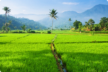 Rijstvelden op West-Java