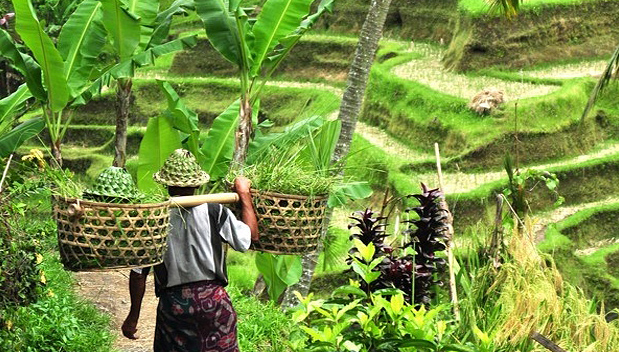 De rijstvelden op Bali