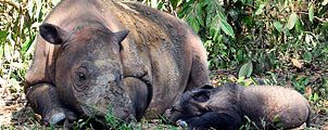 Zeldzame Sumatraanse neushoorn geboren