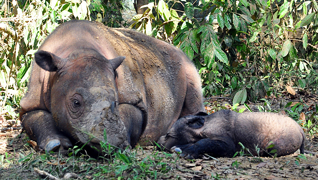 Zeldzame Sumatraanse neushoorn geboren