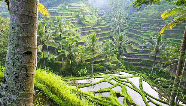 Subak Rijstvelden op UNESCO Werelderfgoedlijst