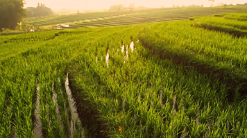 Indonesië video's